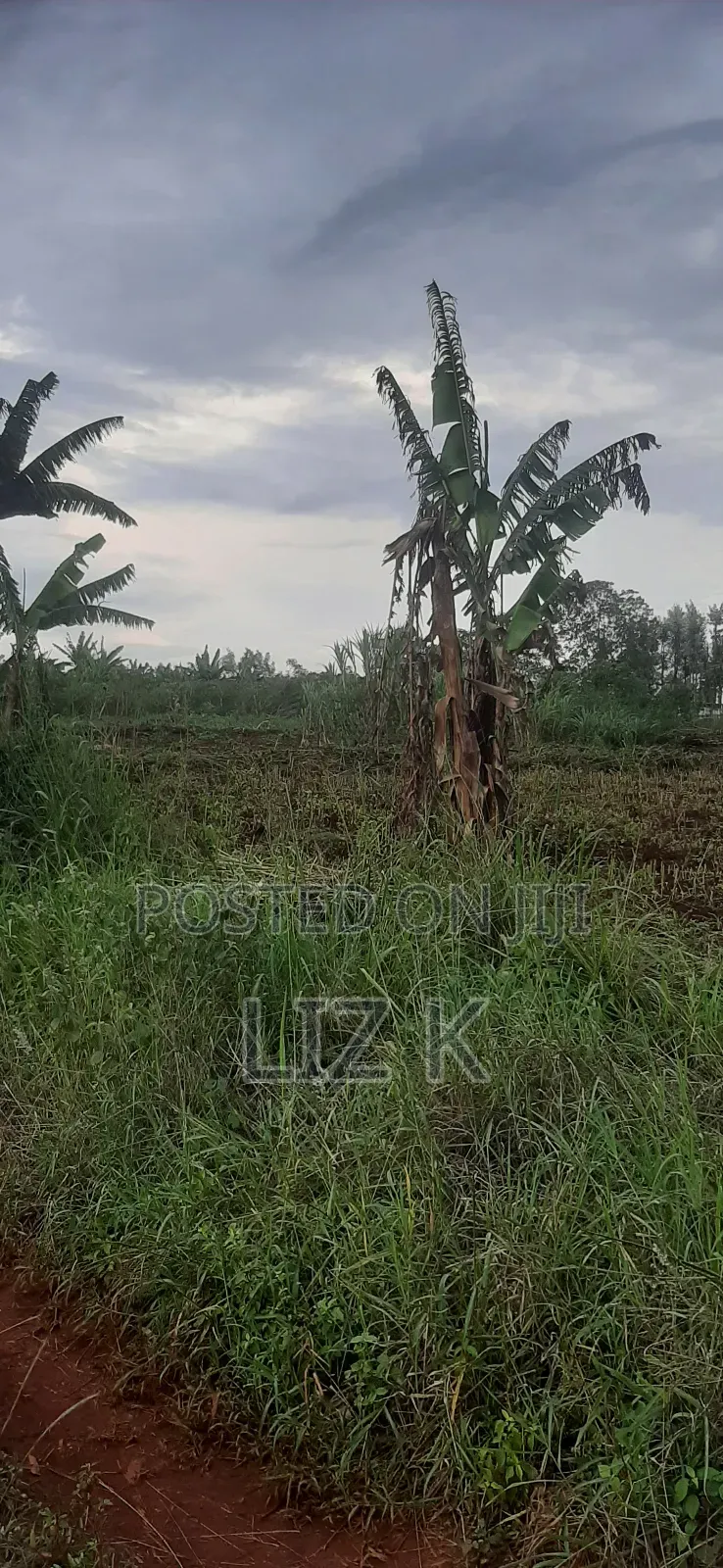 Controlled 100x100 Plots in Thika