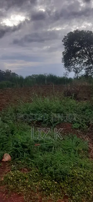 Controlled 100x100 Plots in Thika