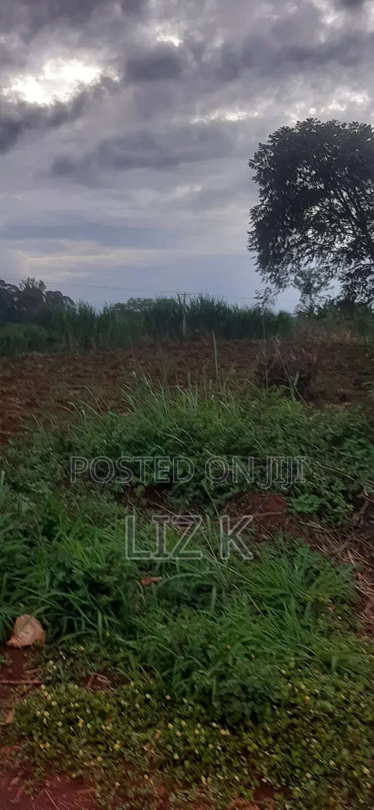 Controlled 100x100 Plots in Thika