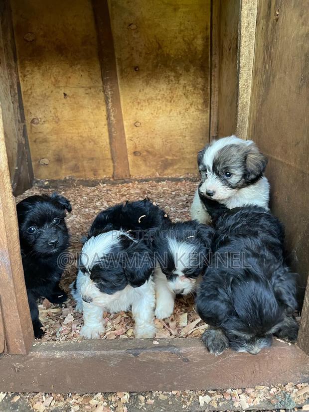 1-3 months Male Purebred Havanese - main view