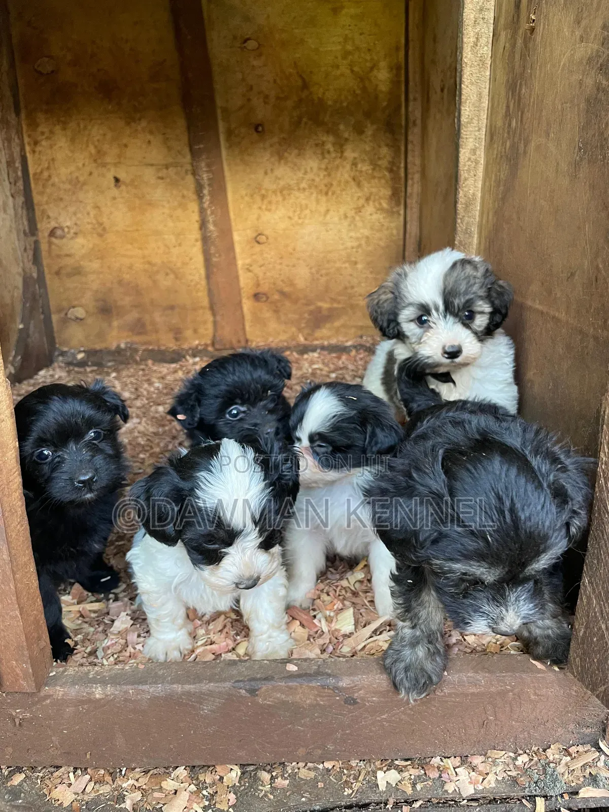 1-3 months Female Purebred Havanese