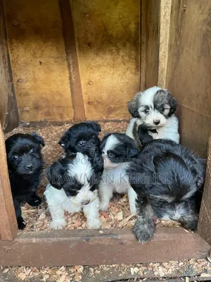 1-3 months Female Purebred Havanese