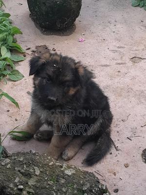 1-3 months Male Purebred German Shepherd - thumbnail 2