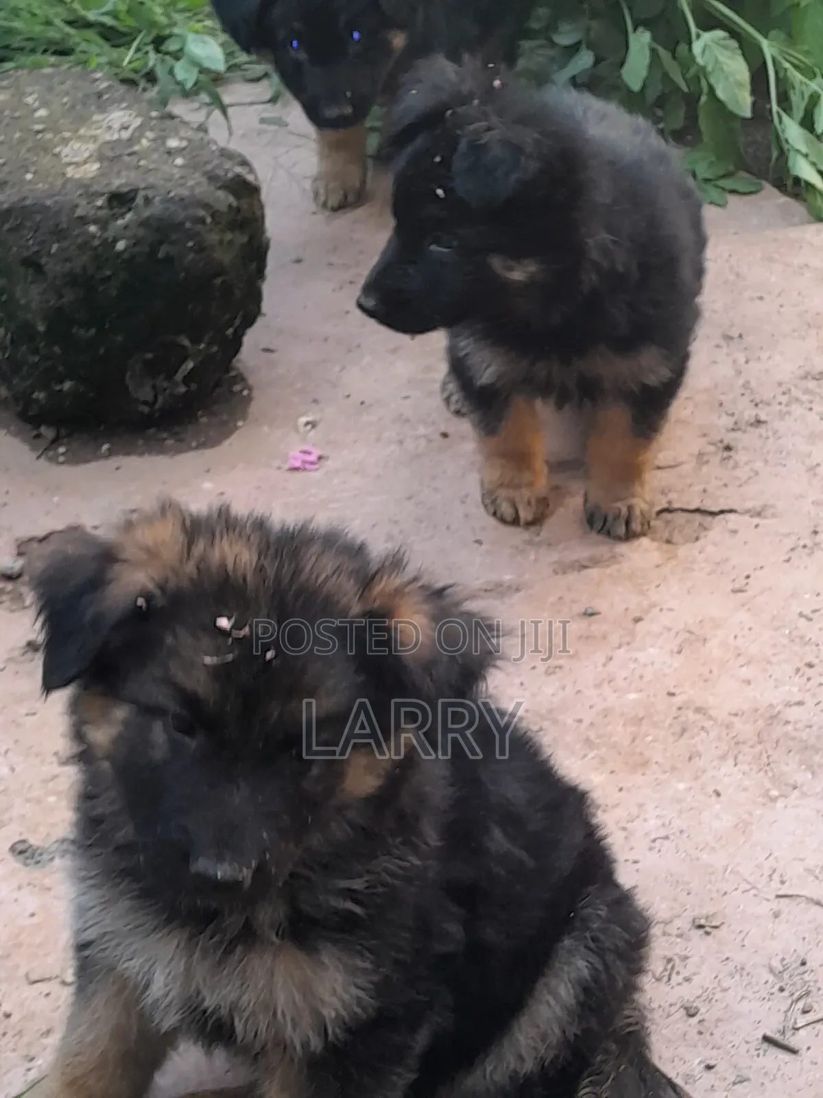 1-3 months Male Purebred German Shepherd