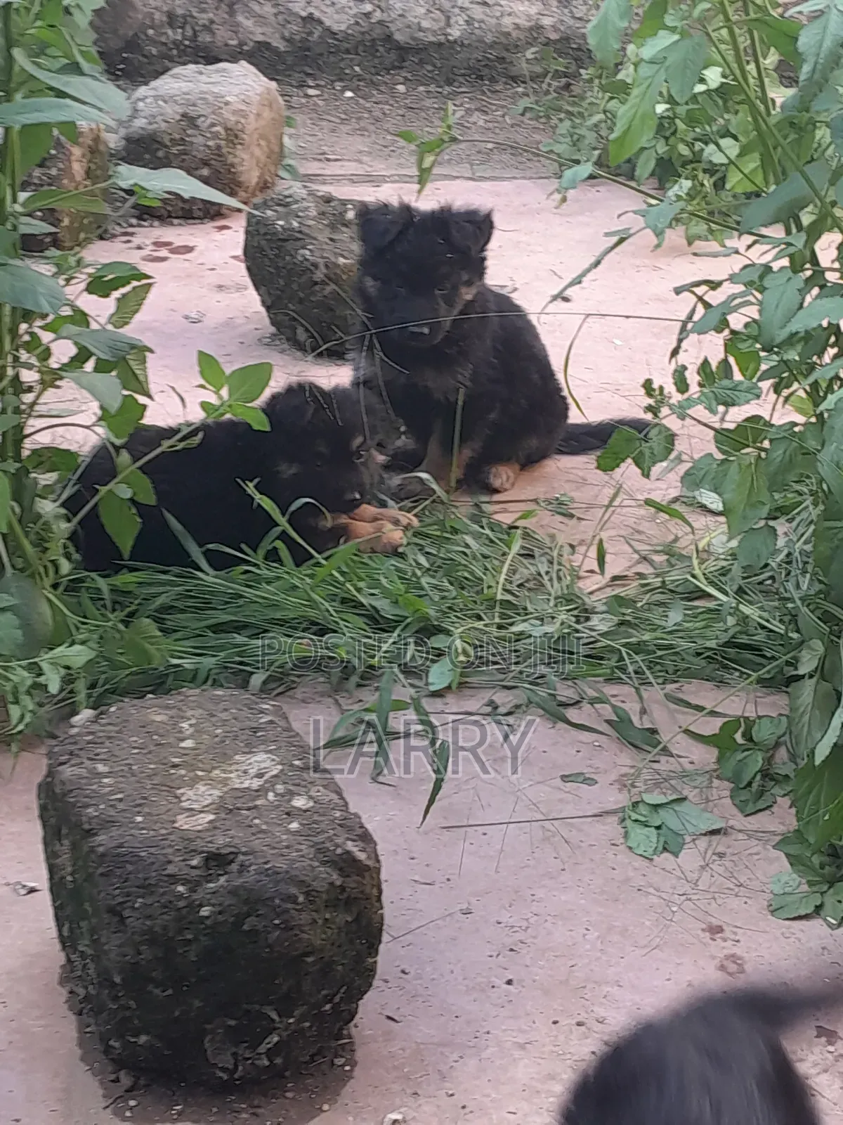 1-3 months Male Purebred German Shepherd