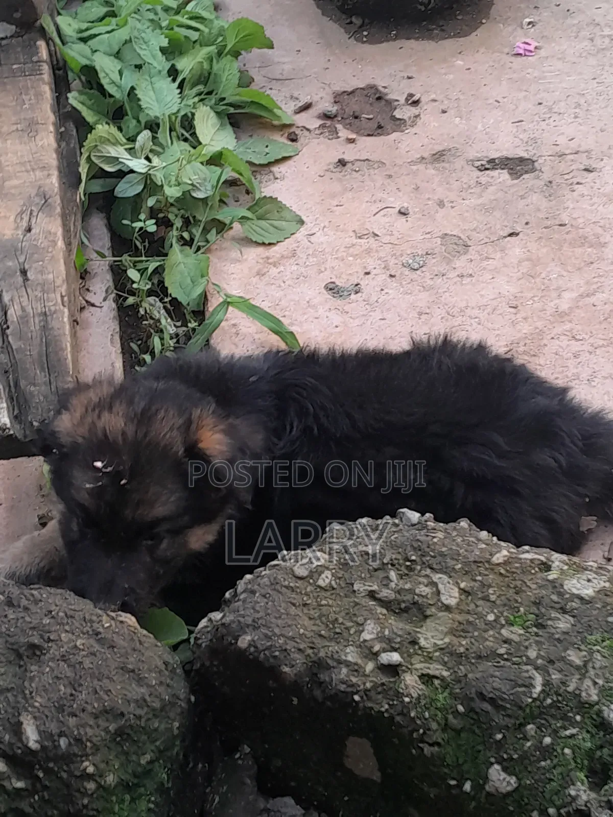 1-3 months Male Purebred German Shepherd