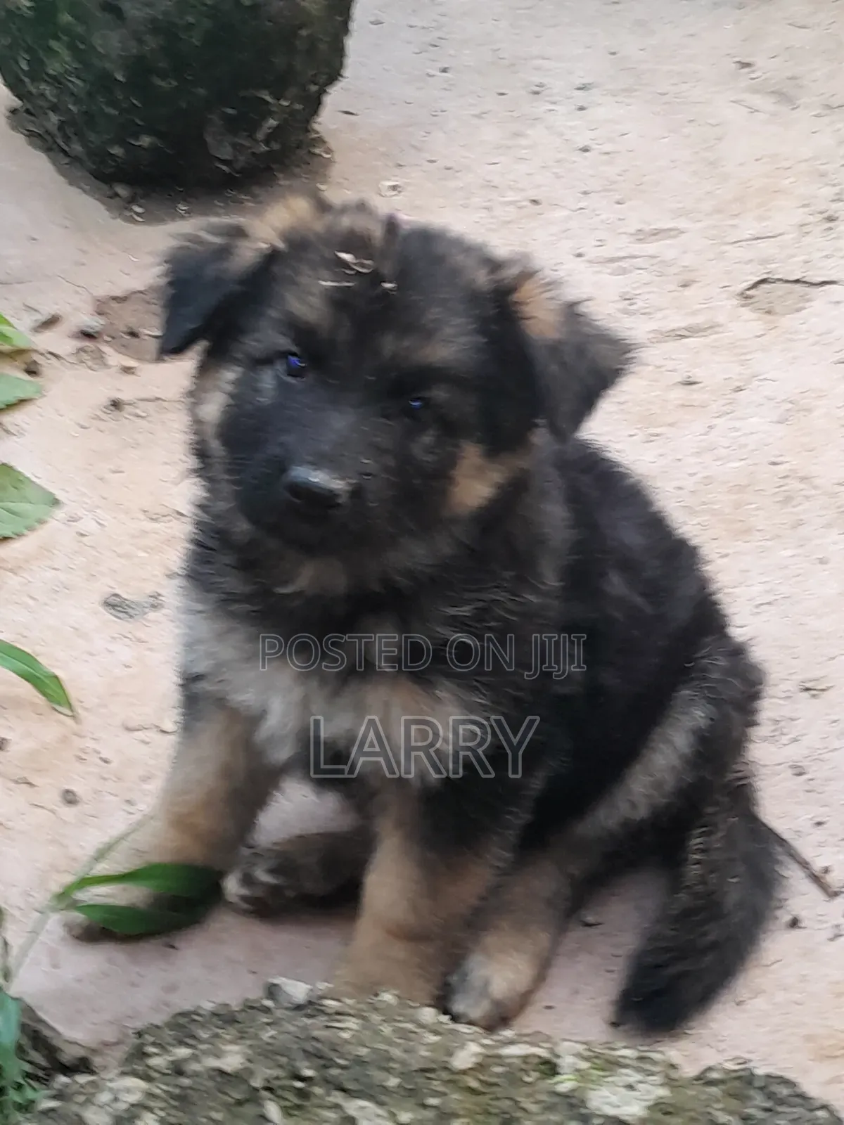 1-3 months Male Purebred German Shepherd