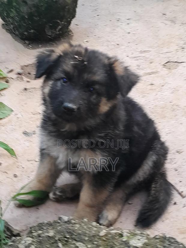1-3 months Male Purebred German Shepherd - thumbnail 6