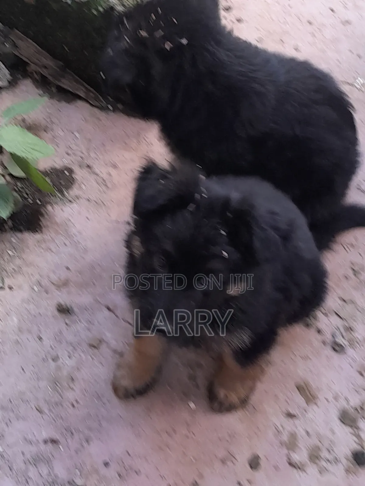 1-3 months Male Purebred German Shepherd