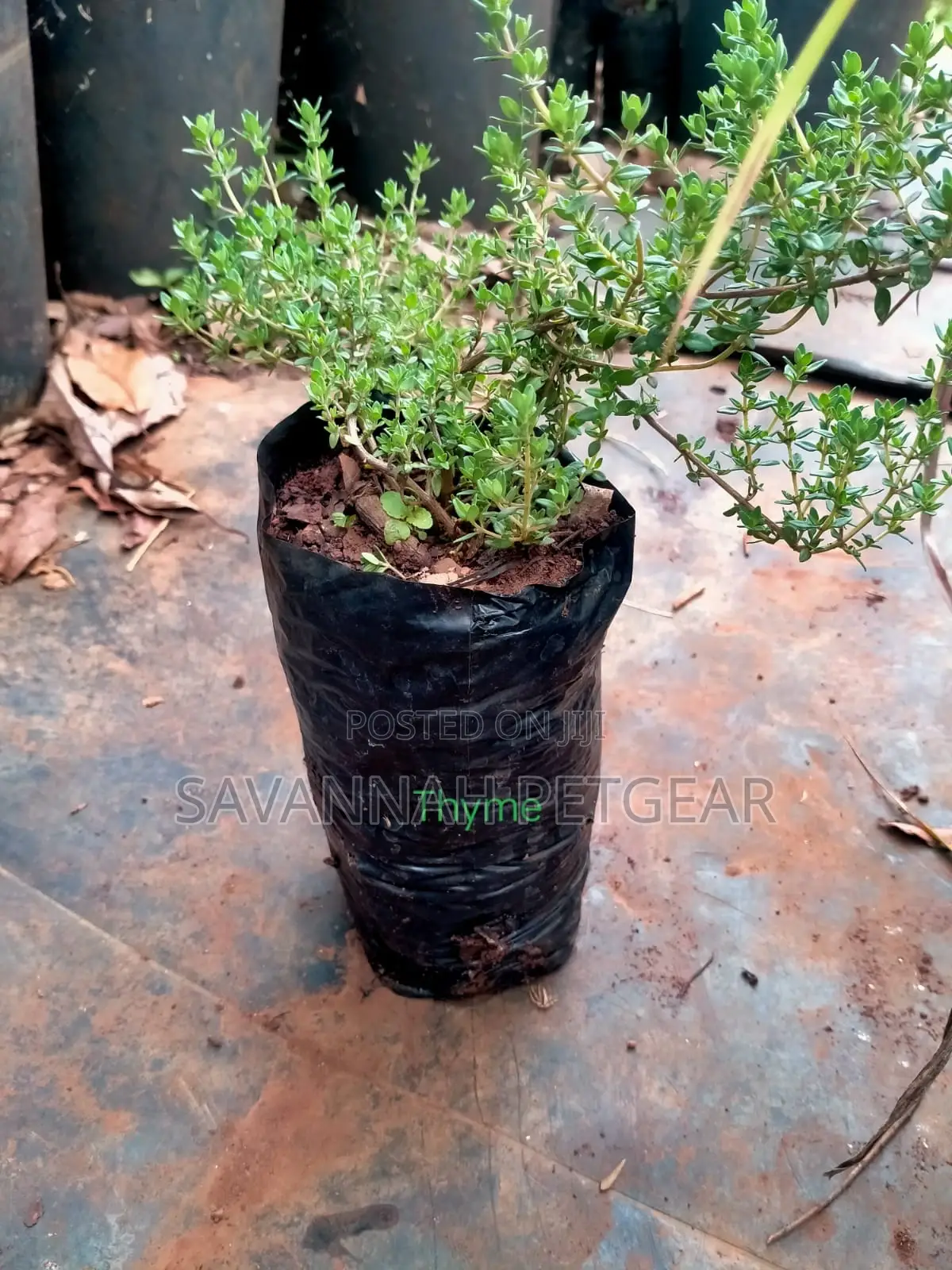 Thyme Herb (Thymus Vulgaris) Live Plant for Your Garden-10pc
