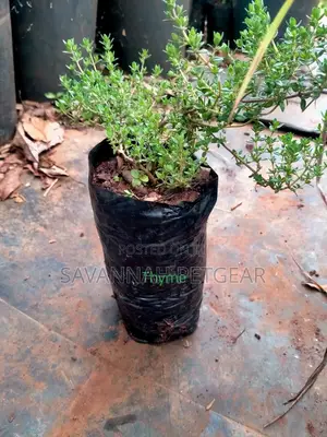 Thyme Herb (Thymus Vulgaris) Live Plant for Your Garden-10pc