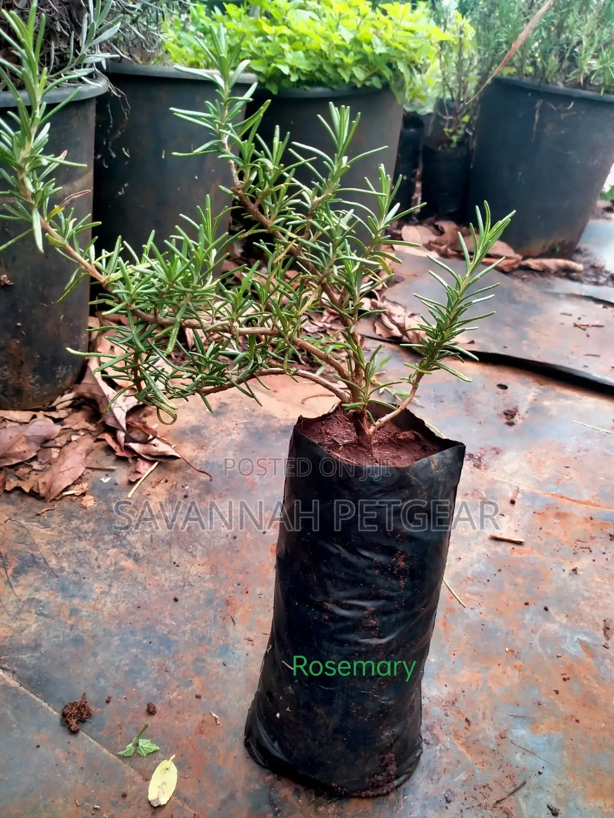 Rosemary Herb (Salvia Rosmarinus) - 10 Plants