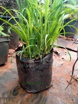 Lemon Grass Plant (Cymbopogon Citratus) - 10 Plants