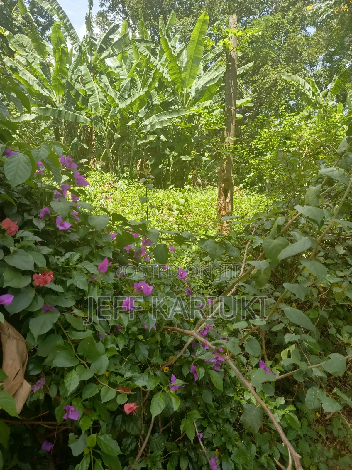 Land in Kirie