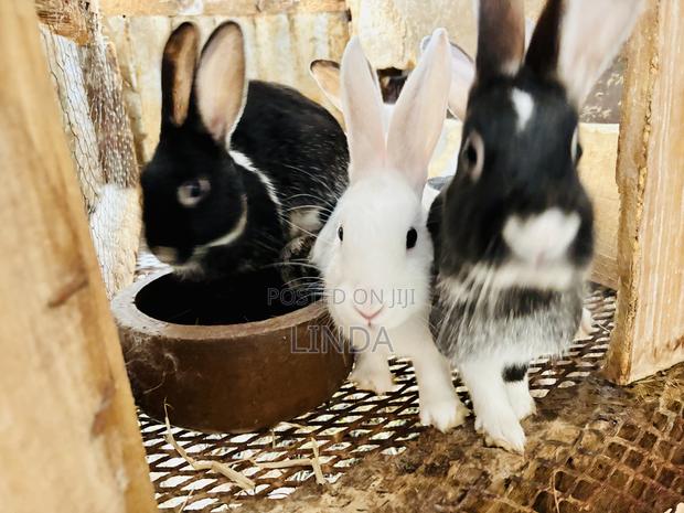 Rabbits for Sell - thumbnail 4