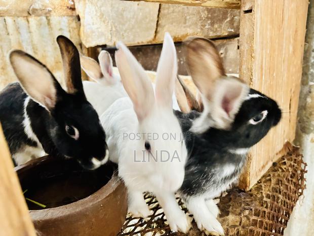 Rabbits for Sell - thumbnail 3