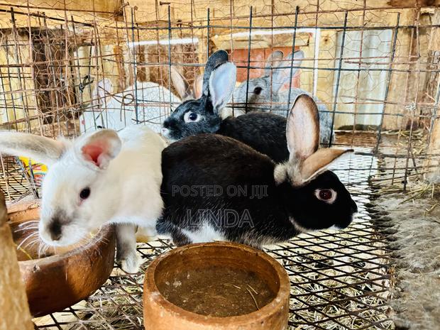 Rabbits for Sell - main view