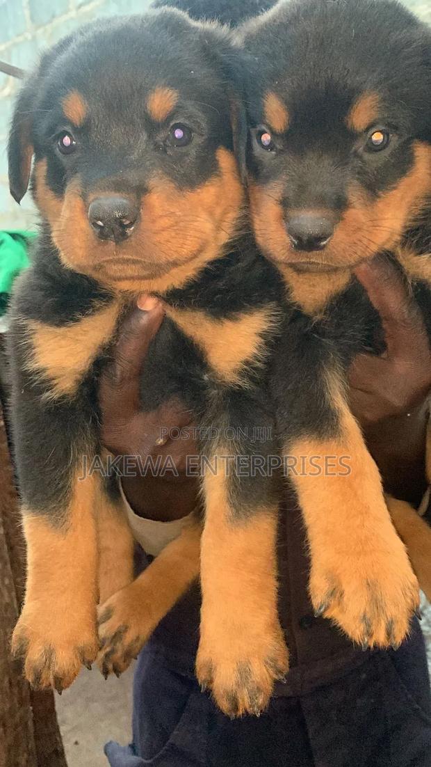 1-3 months Female Purebred Rottweiler