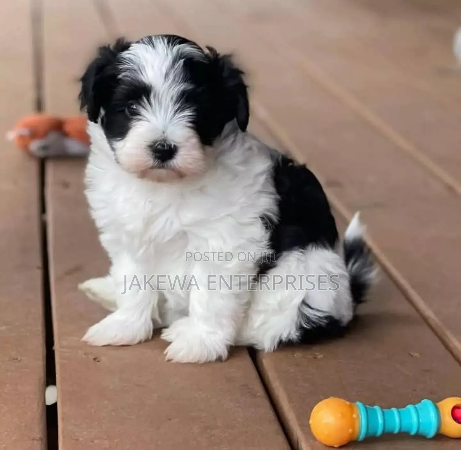 1-3 months Male Purebred Havanese