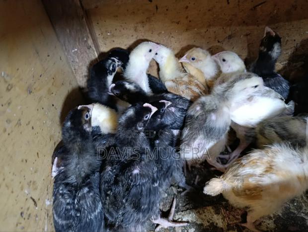 Sasso F1 Chicks Improved Kienyeji Chicks - 2 Week Old - main view