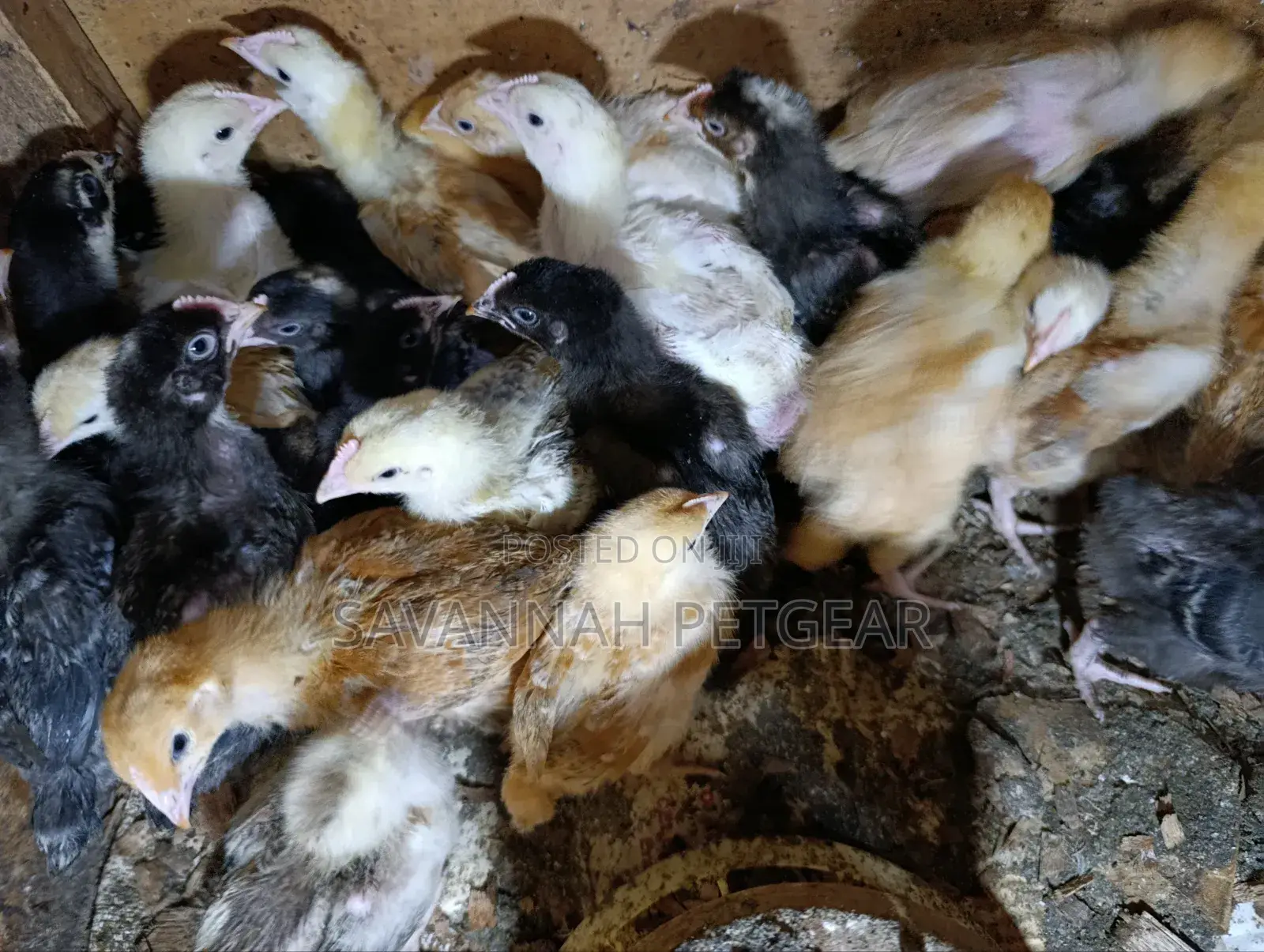 Sasso F1 Chicks Improved Kienyeji Chicks - 2 Week Old