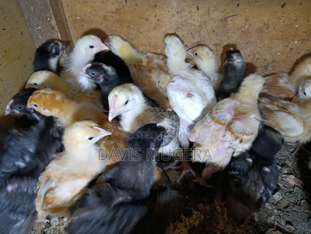 Sasso F1 Chicks Improved Kienyeji Chicks - 2 Week Old - thumbnail 4