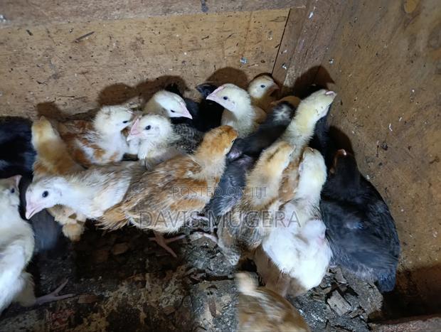 Sasso F1 Chicks Improved Kienyeji Chicks - 2 Week Old - thumbnail 5