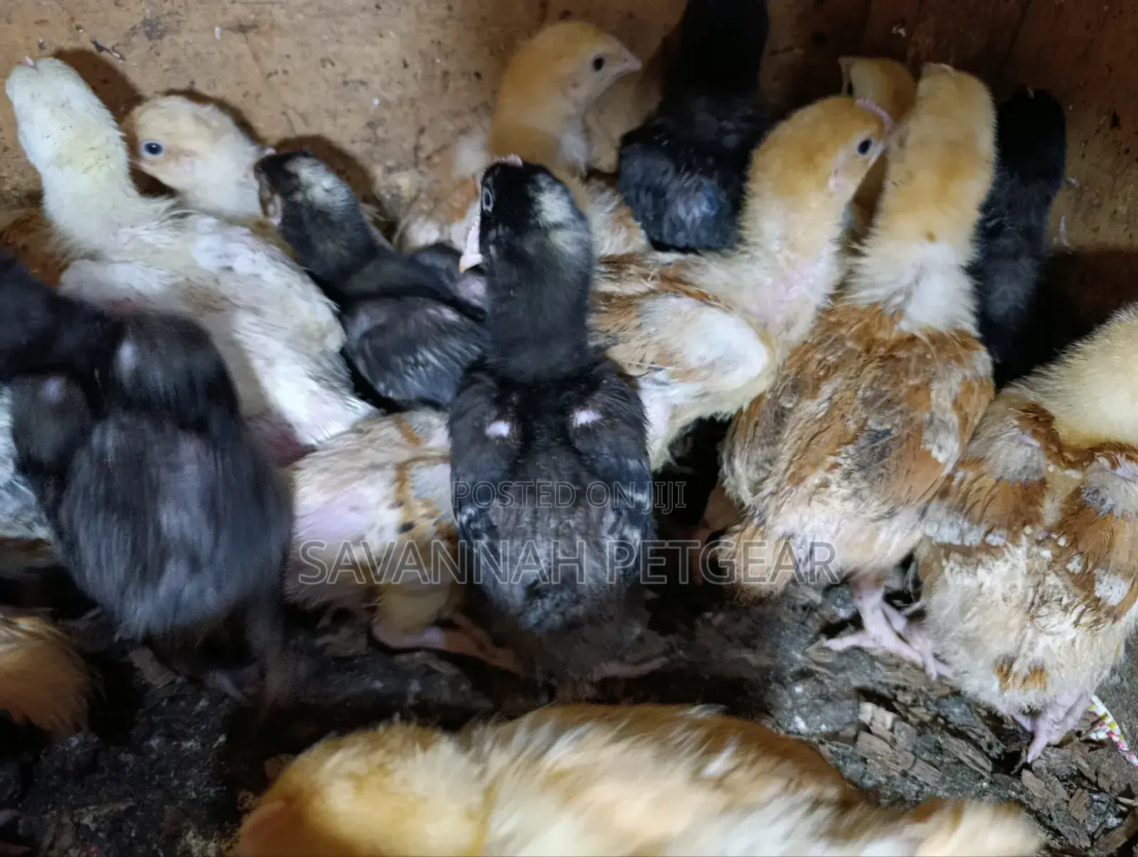 Sasso F1 Chicks Improved Kienyeji Chicks - 2 Week Old