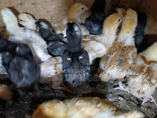 Sasso F1 Chicks Improved Kienyeji Chicks - 2 Week Old - thumbnail 6