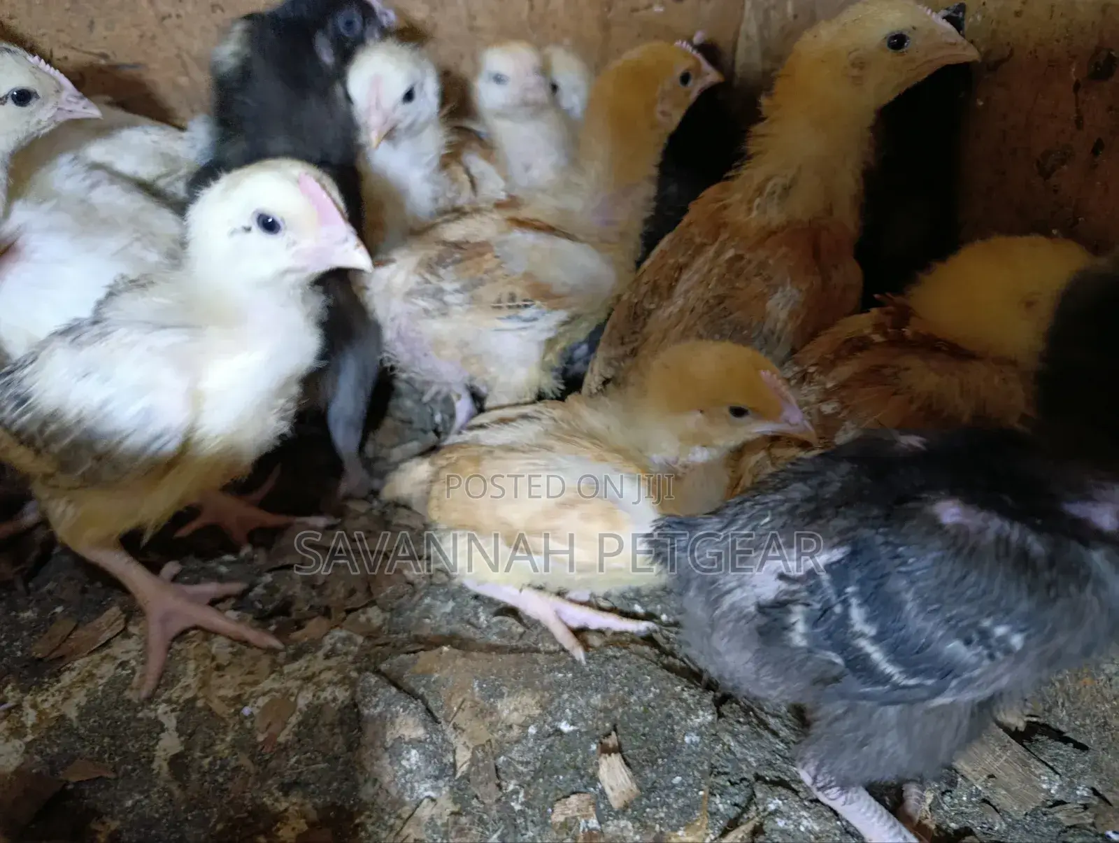 Sasso F1 Chicks Improved Kienyeji Chicks - 2 Week Old