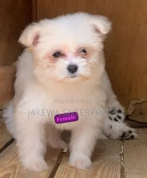 1-3 months Female Purebred Havanese