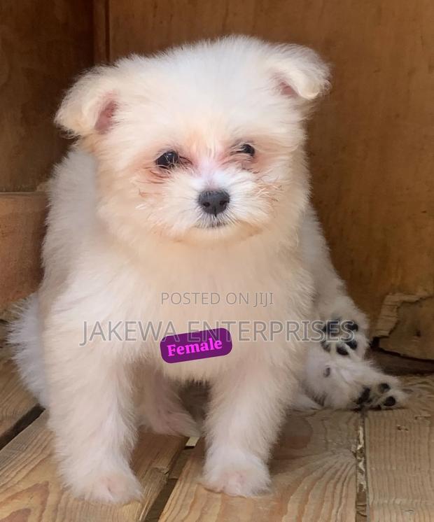 1-3 months Female Purebred Havanese