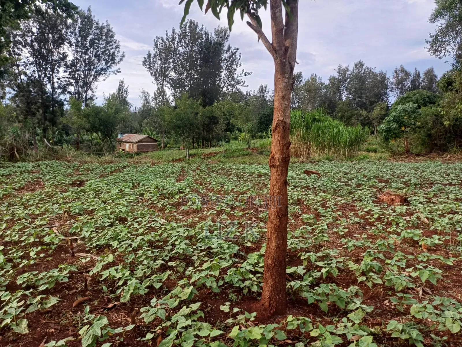Half Acre in Kabati Kenol