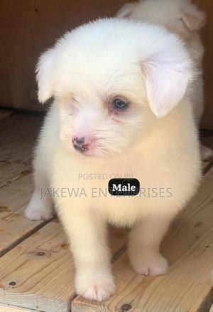 1-3 months Male Purebred Havanese - thumbnail 2