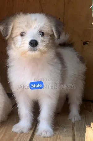 1-3 months Male Purebred Havanese
