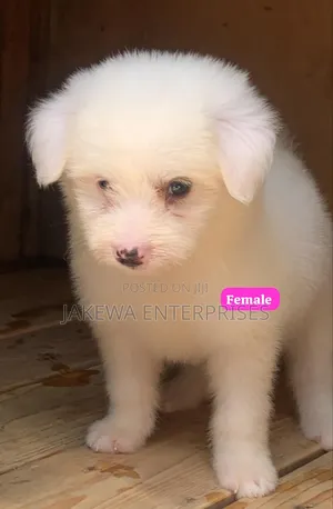 1-3 months Female Purebred Havanese