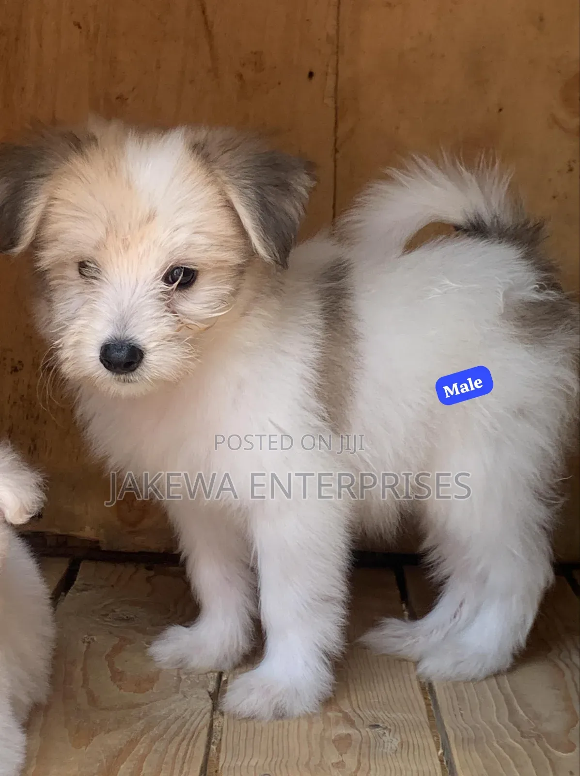 1-3 months Male Purebred Havanese