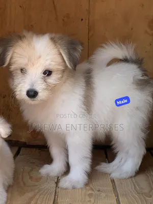 1-3 months Male Purebred Havanese