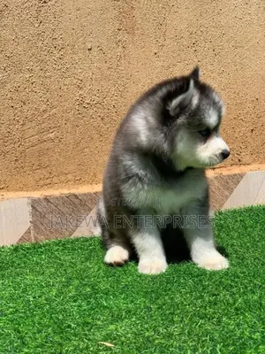 1-3 months Male Purebred Siberian Husky