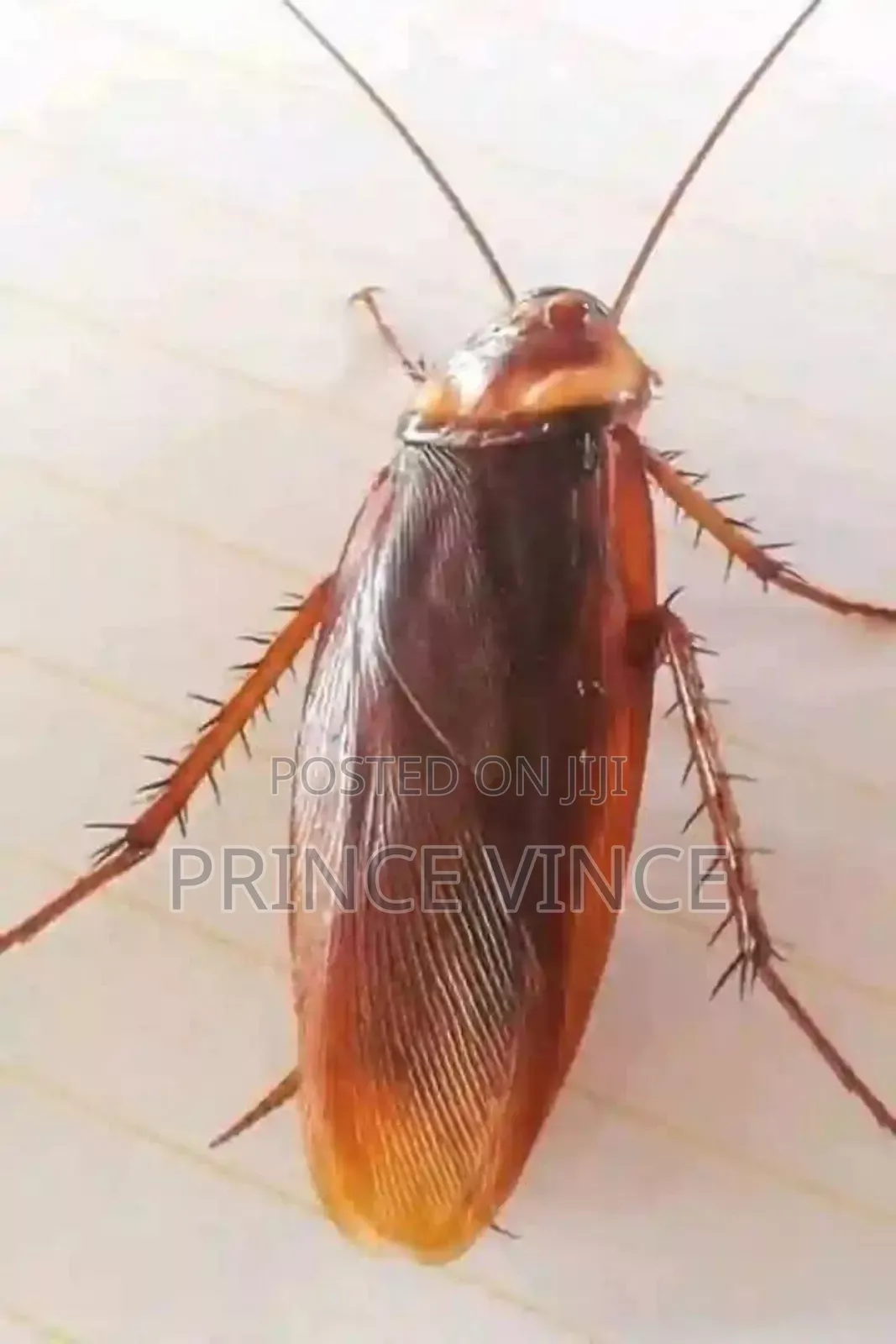 General Pest Control Cleaning Services