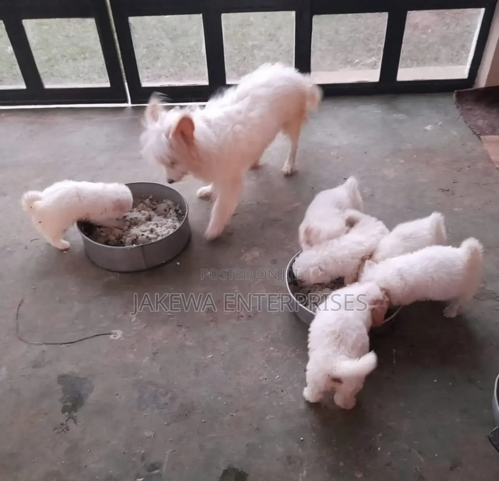 1-3 months Male Purebred Japanese Spitz