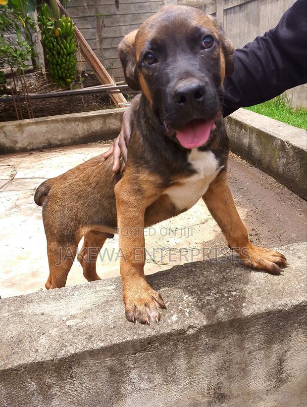 1-3 months Male Purebred Boerboel