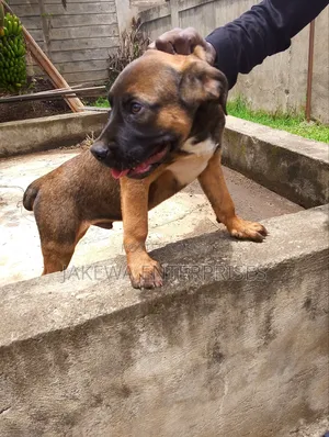 1-3 months Male Purebred Boerboel
