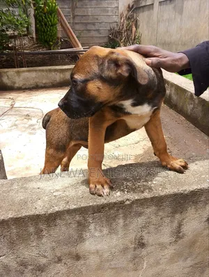1-3 months Male Purebred Boerboel