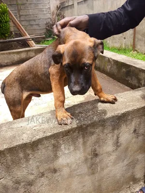 1-3 months Male Purebred Boerboel