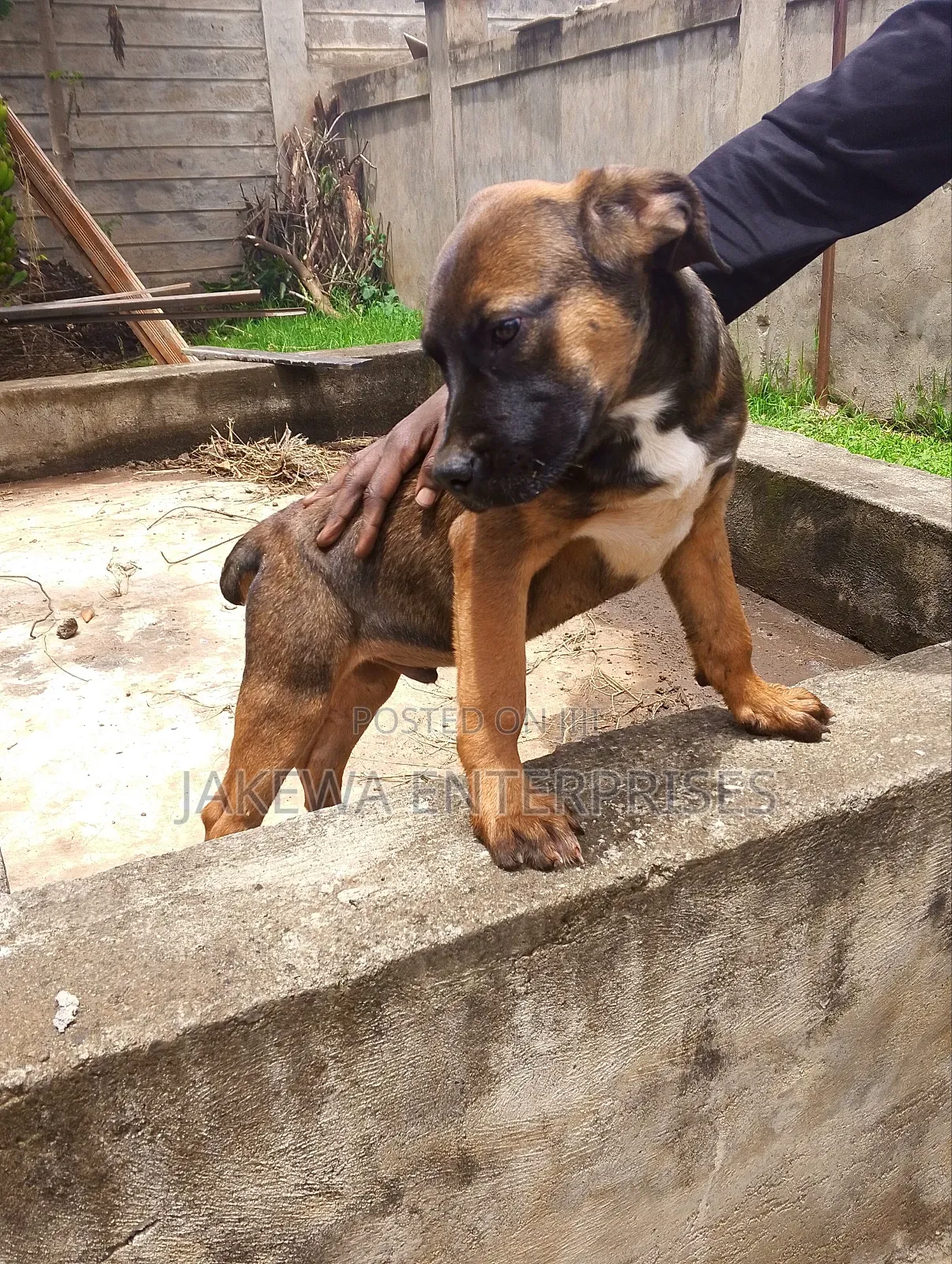 1-3 months Male Purebred Boerboel