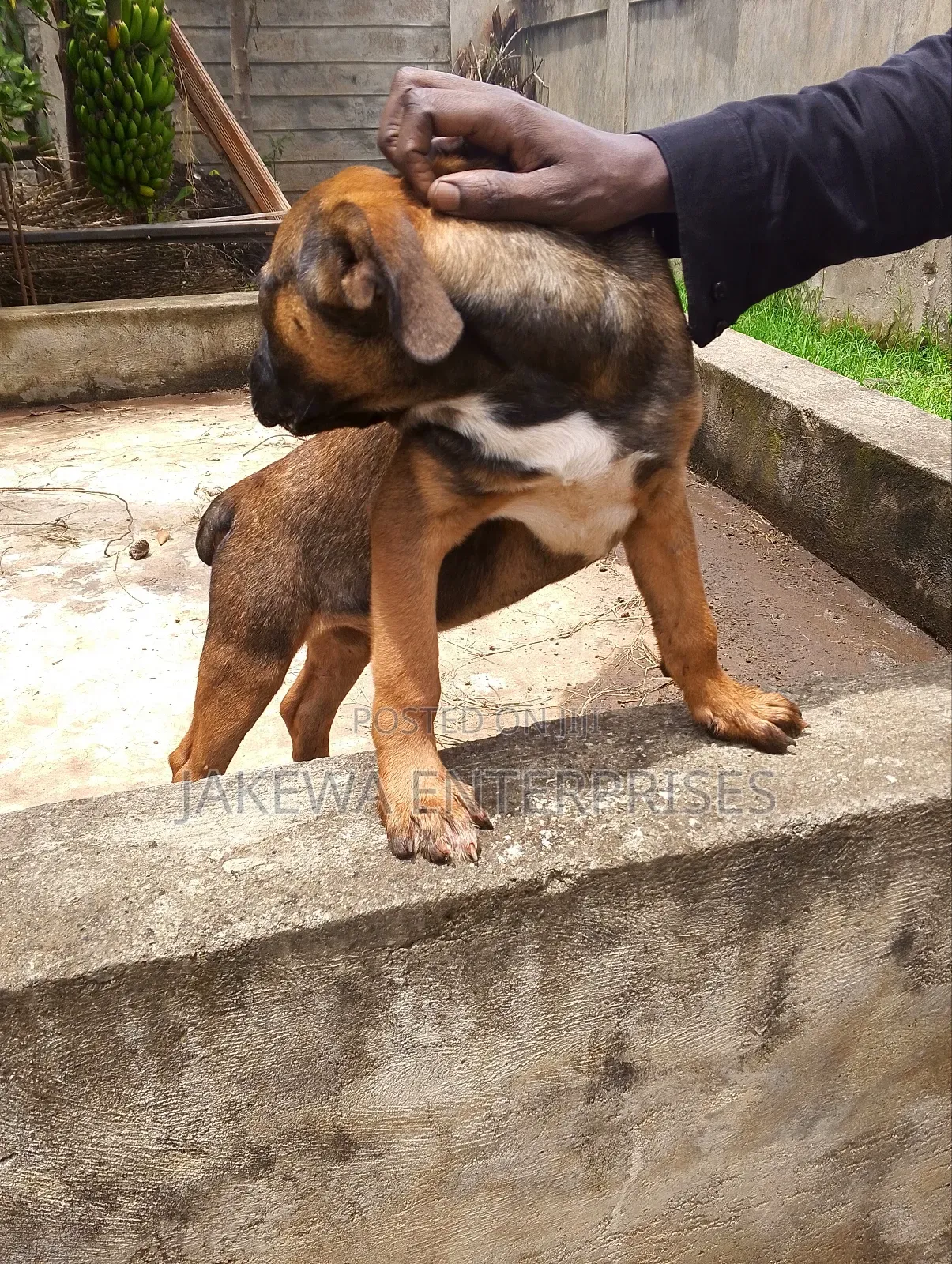 1-3 months Male Purebred Boerboel