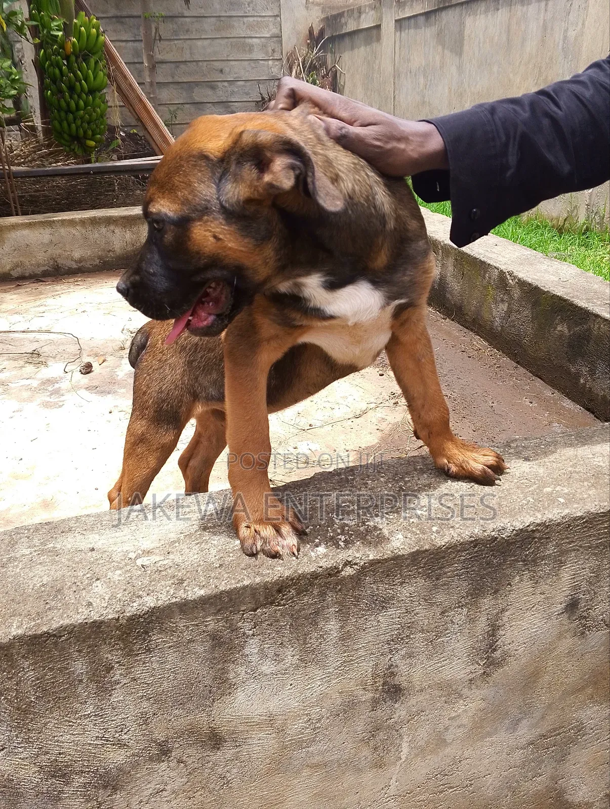 1-3 months Male Purebred Boerboel