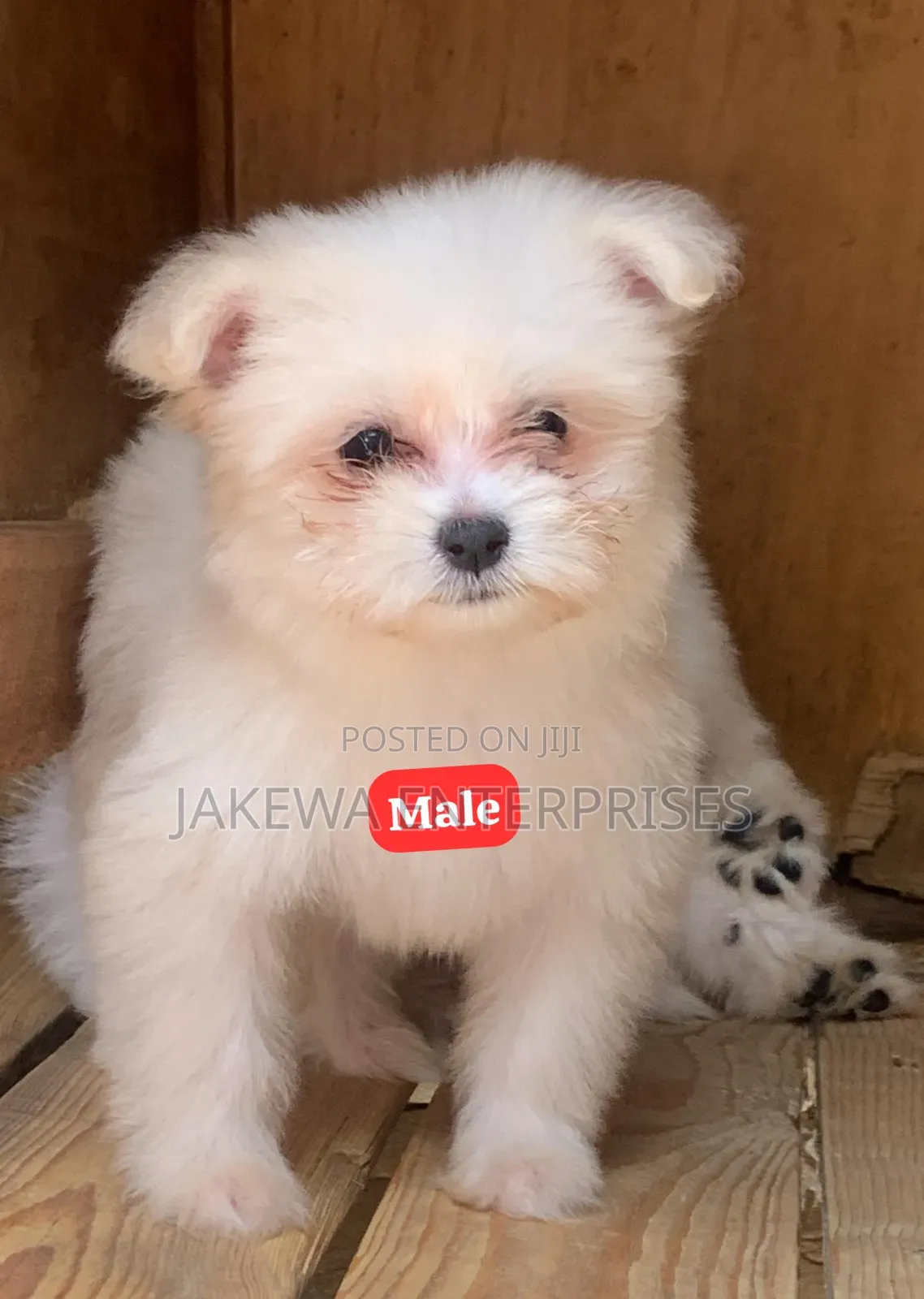 1-3 months Male Purebred Havanese