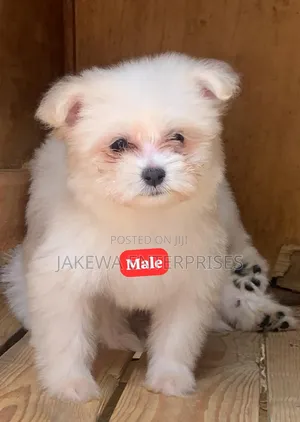 1-3 months Male Purebred Havanese